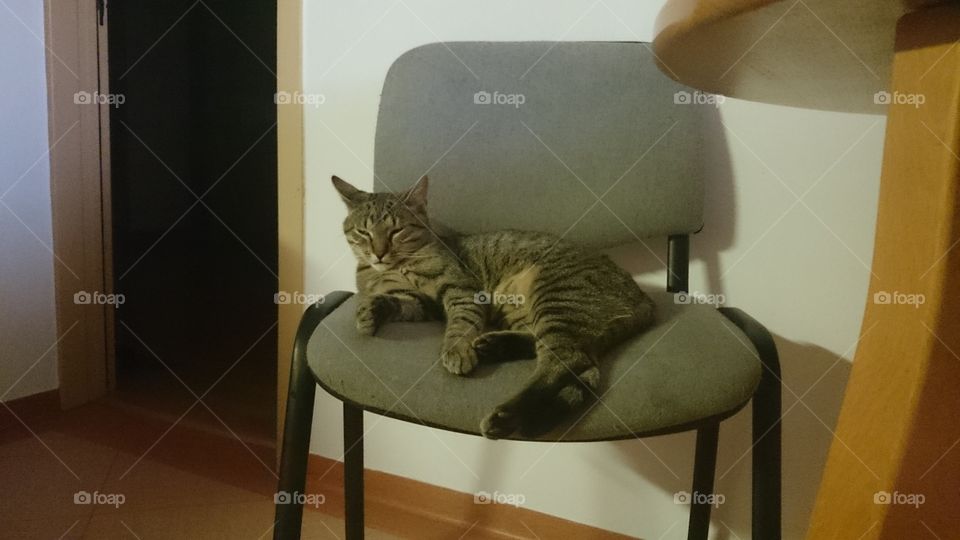 cat on the chair