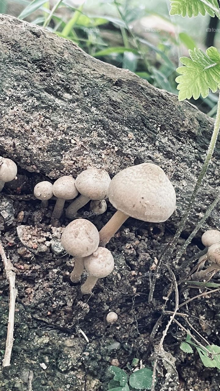 Fungus