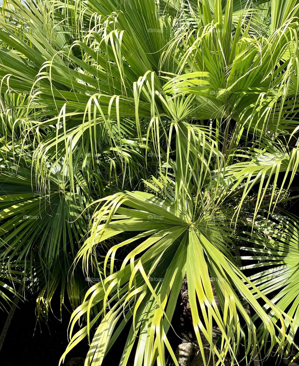 Close-up of tropical palm trees