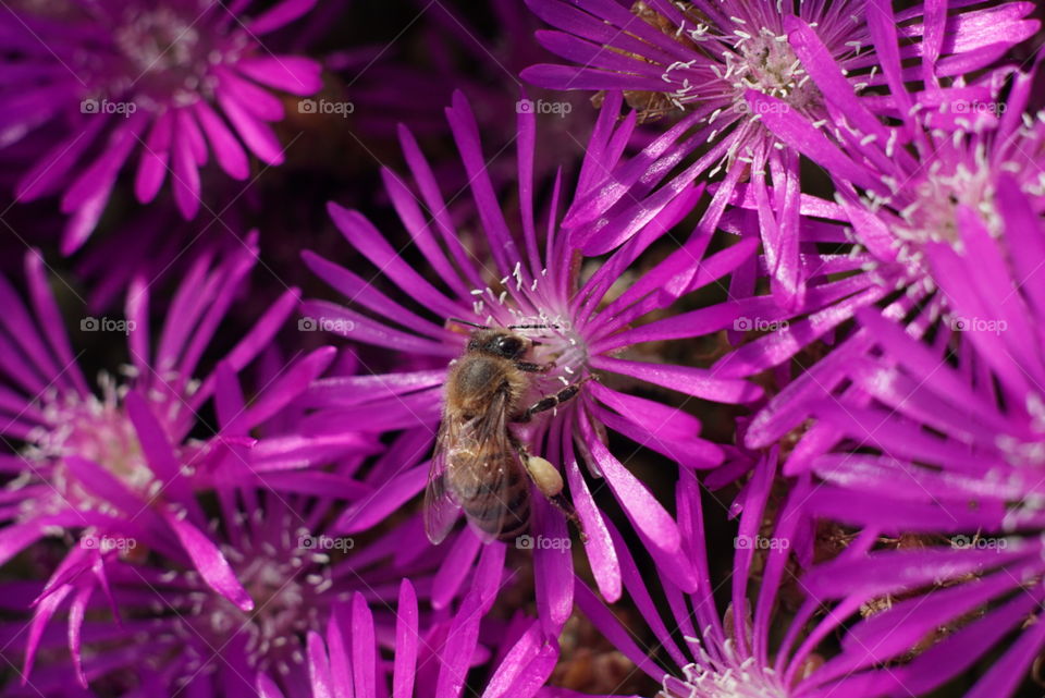 bee polinating a purple common aster