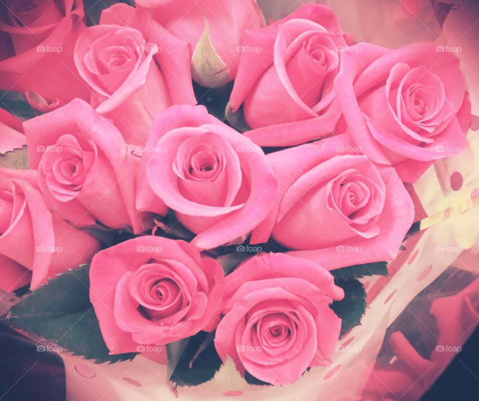 Pink roses
