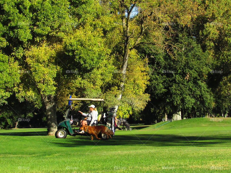 Golf, Golfer, Course, Drive, Fairway