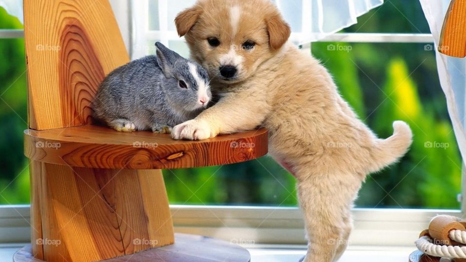 Rabbit with a pubby 