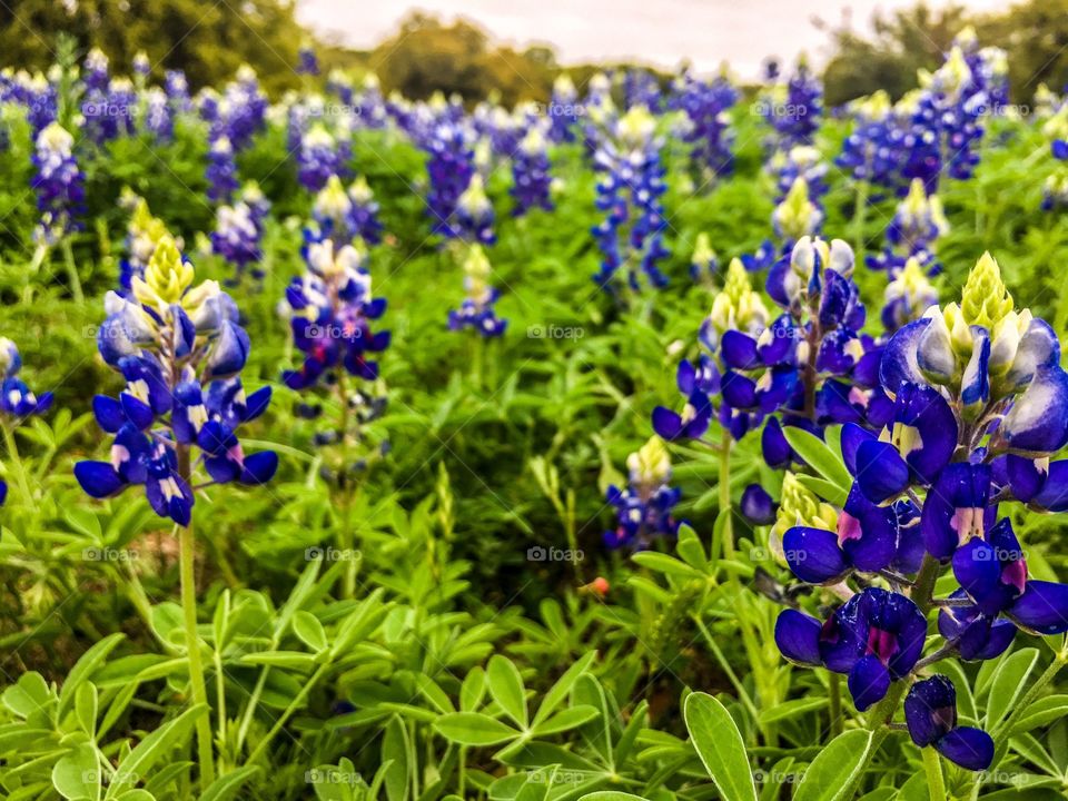 Bluebonnets 