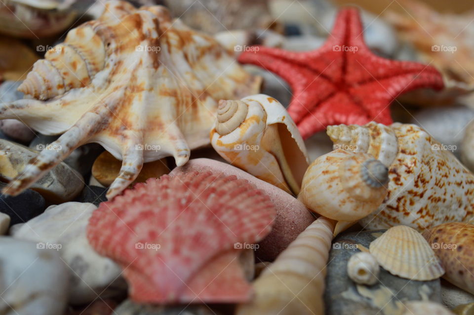 Sea Shells