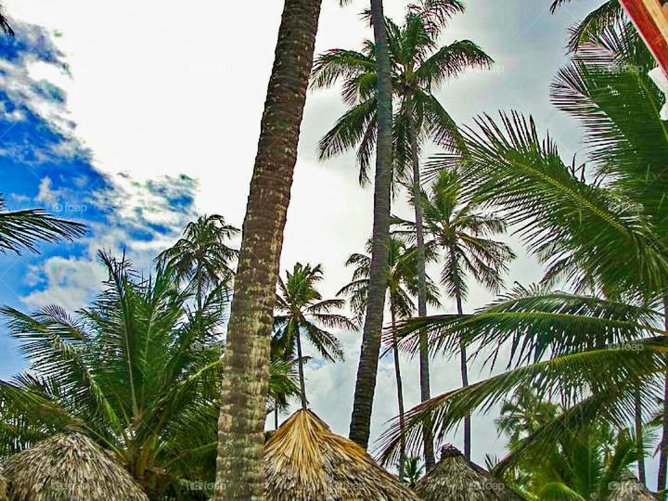 Punta Cana Palms