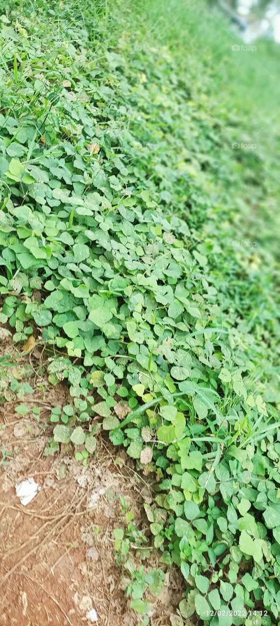 Leaf a Light Green So Beautifull