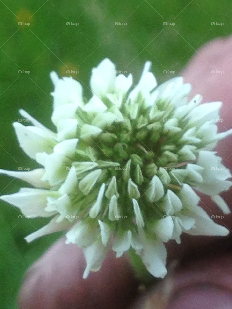 Clover flower