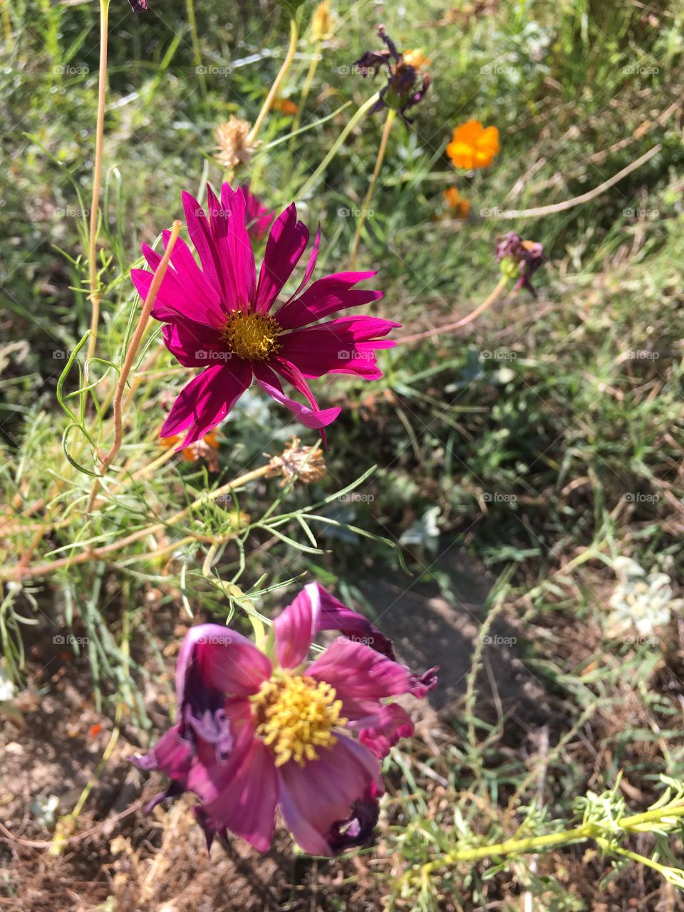 More lovely flowers in my garden 