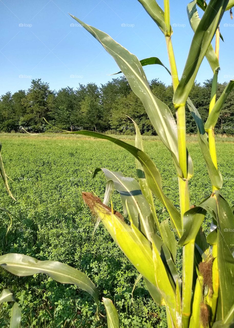 corn in the field 🌽 🌽