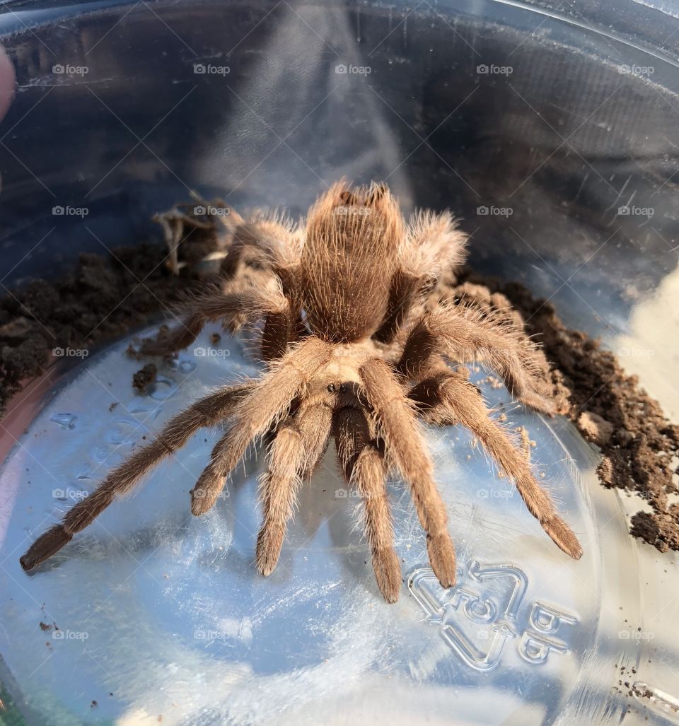 California Ebony Tarantula 