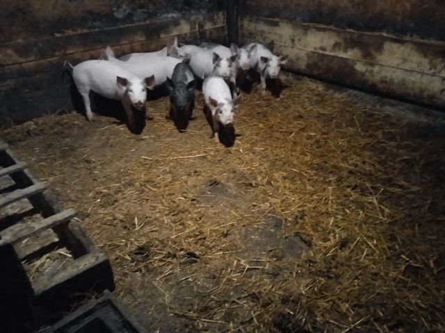 Pigs