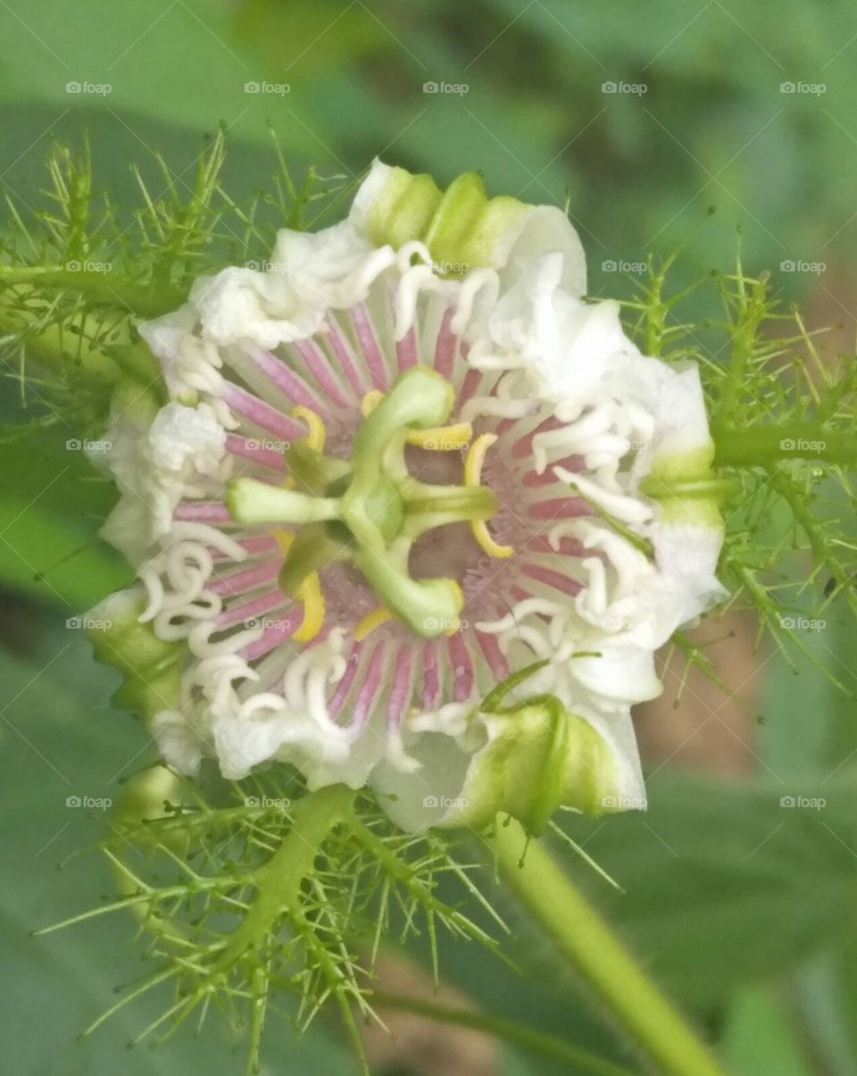 flower
