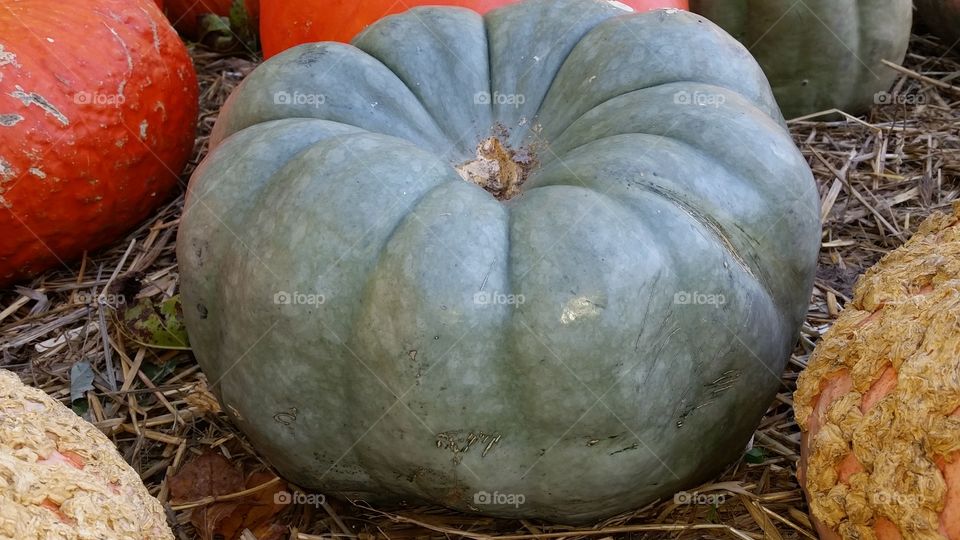 green pumpkin