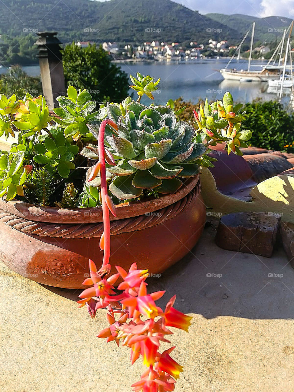 Flowers with watery background.