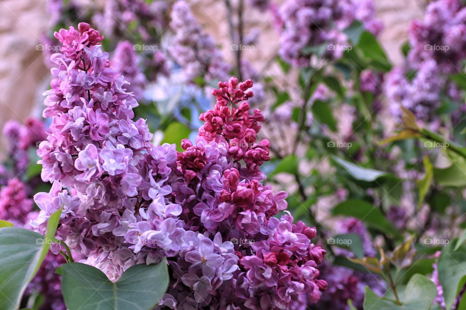 Lilac- Syringa vulgaris