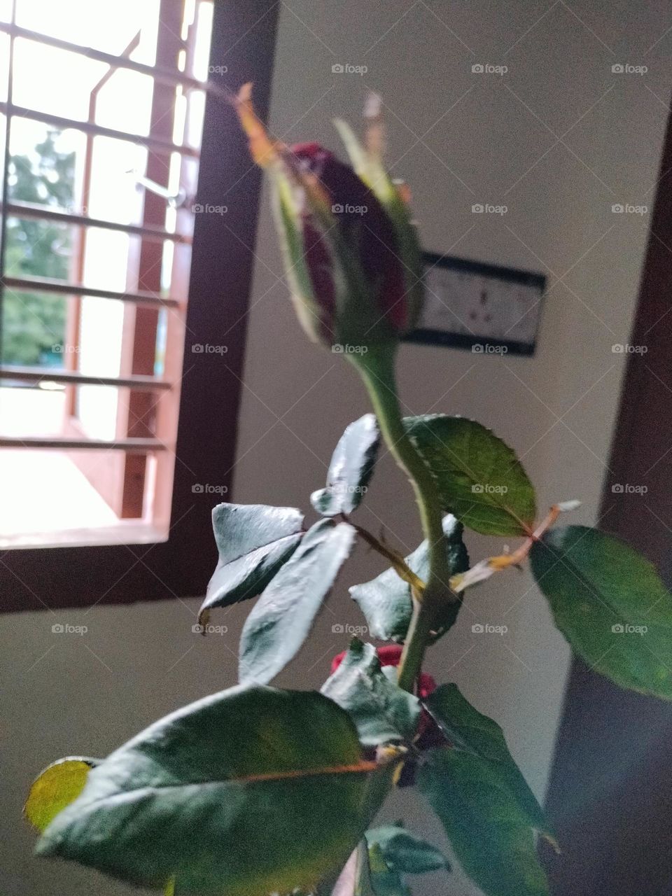 rose bud