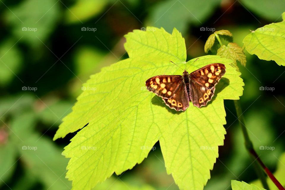 butterfly, wildlife