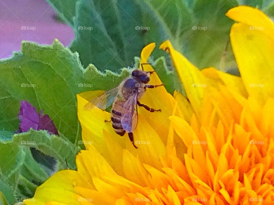 Bee on Sunflower 