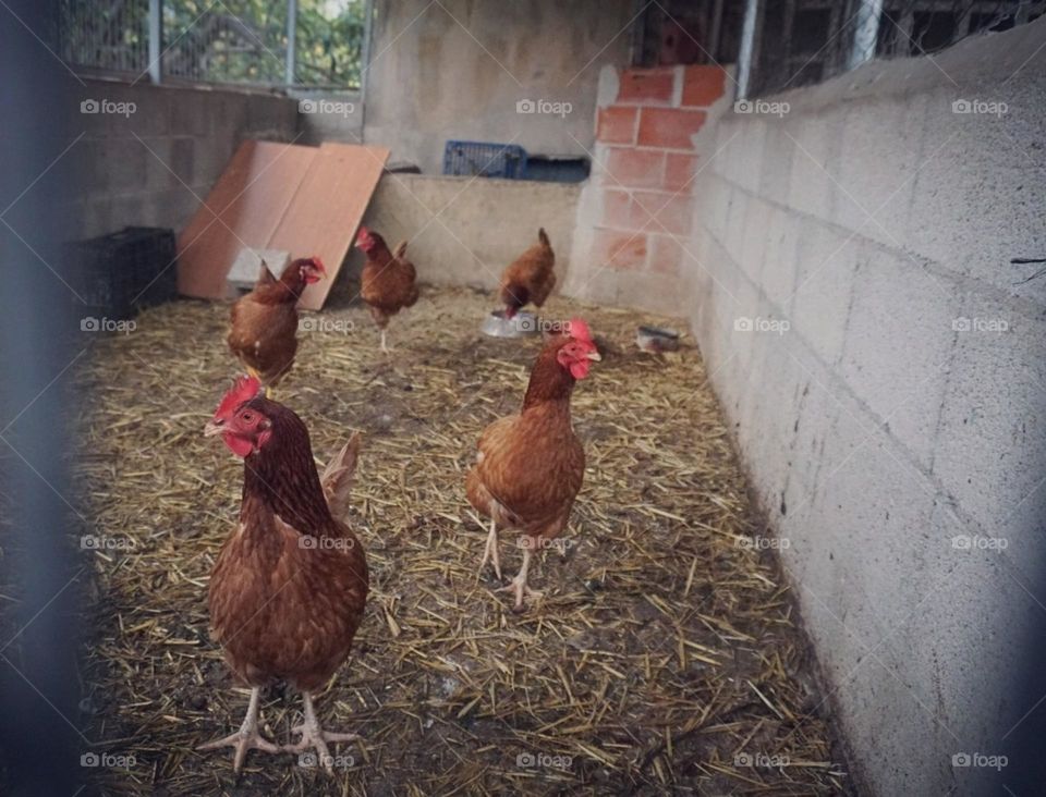 Hens#animals#home#colors