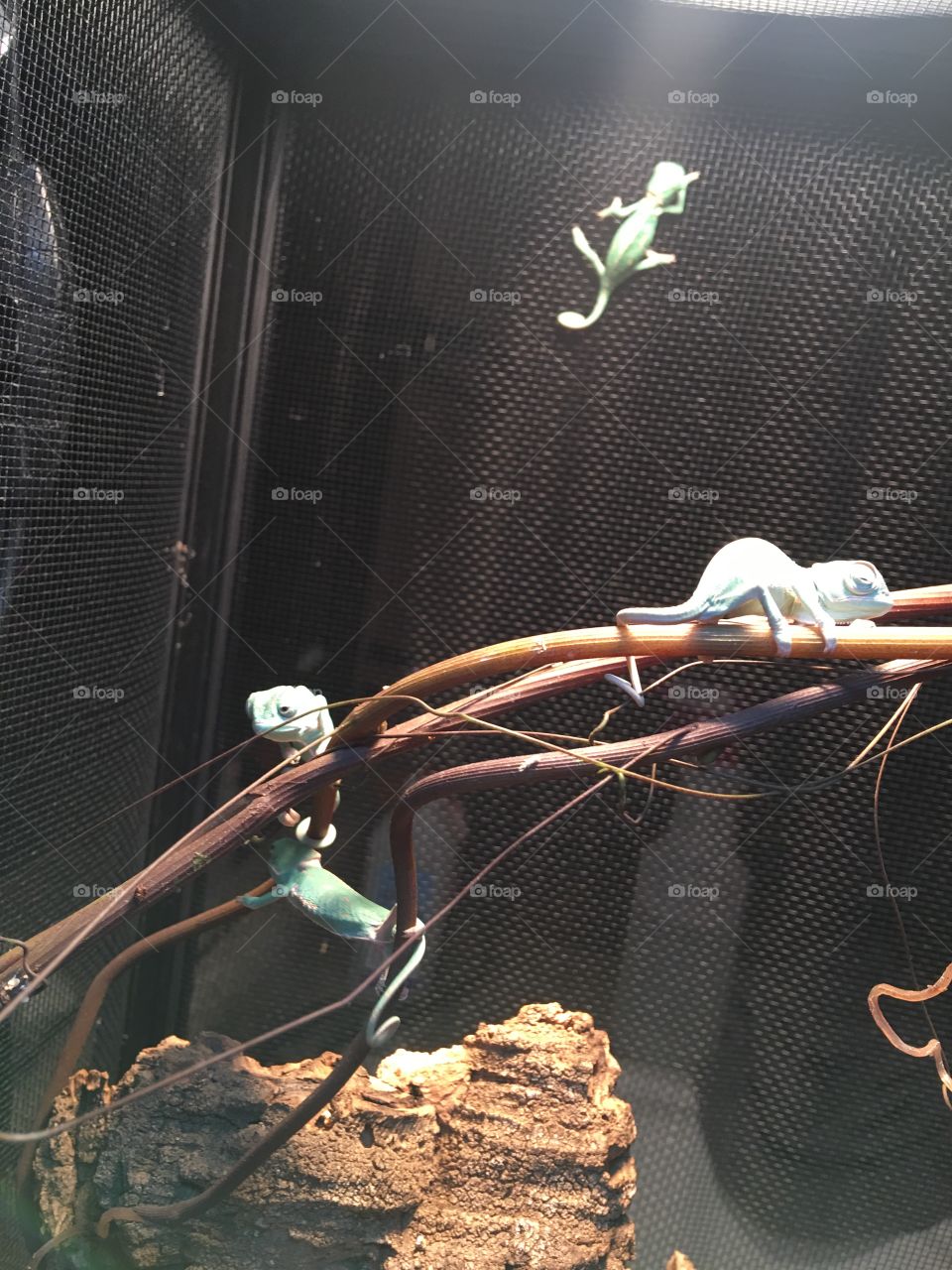 Baby chameleons 