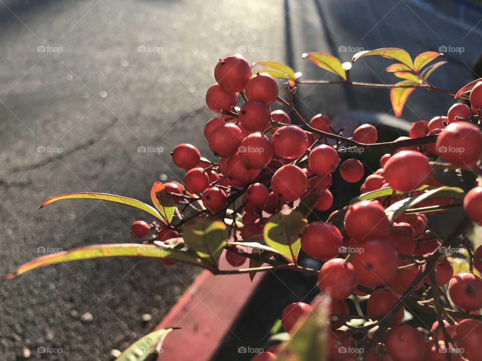 Red berries glow in the warmth of a glorious California sunset. 