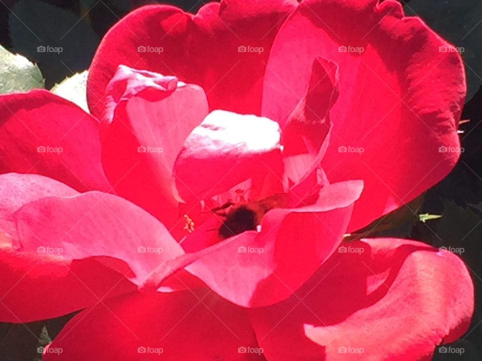 Red roses 