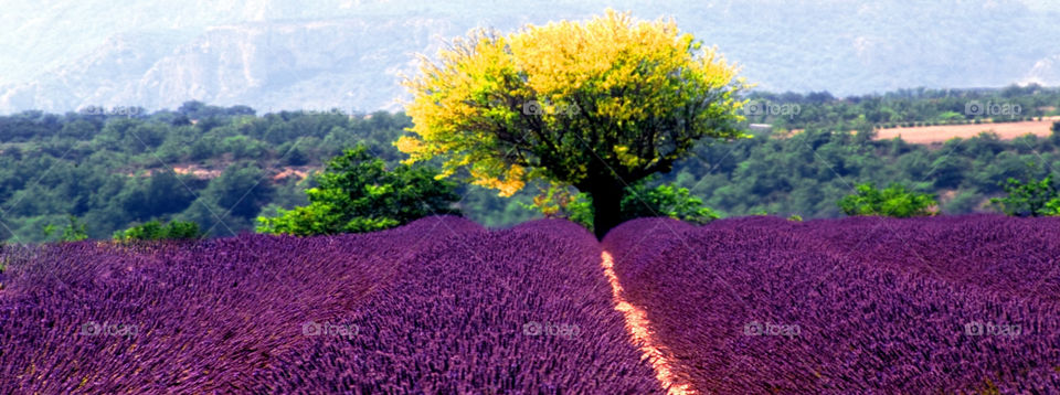 Lavender. Provence