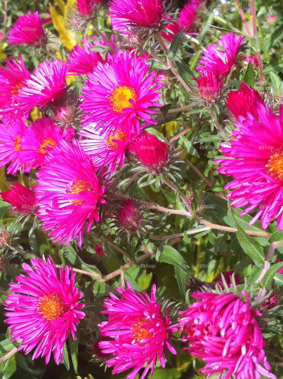 A bush full of bright pink flowers with yellow centers