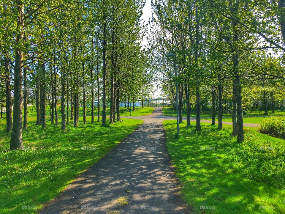 In the woods providing shade on a summers day is where you’ll find me.