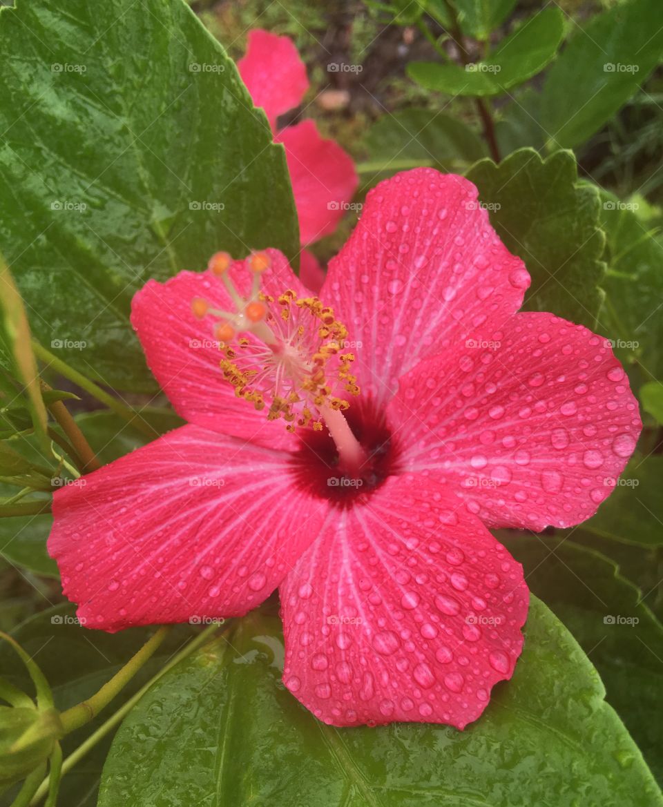 Hawaii Pink Hibiscus with raindrops
