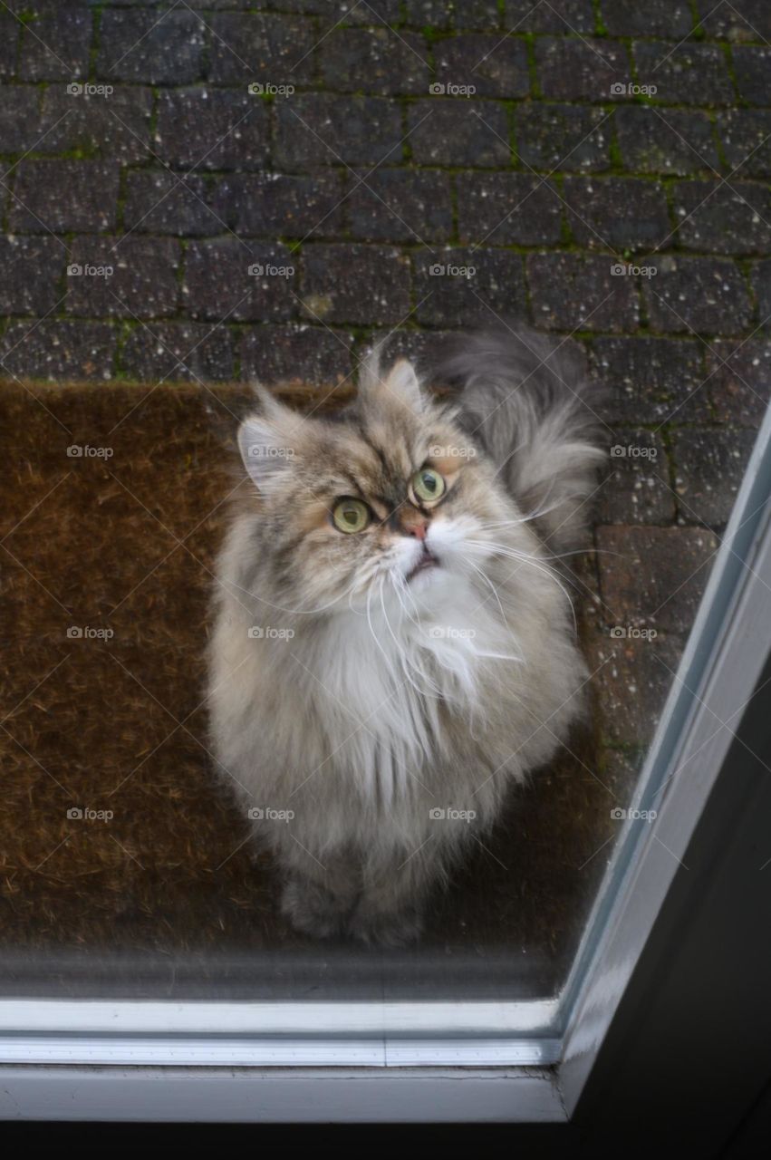 Persian hairy cat looking a bit outraged because the door is closed. Cat in our garden waiting to enter the house