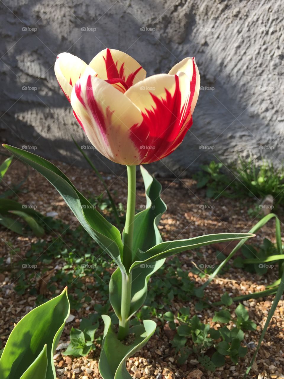 Spring tulip