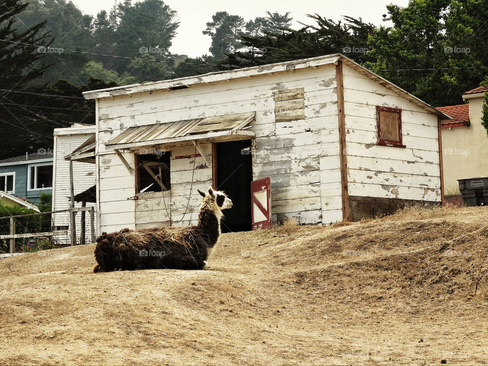 Llama at a California farm