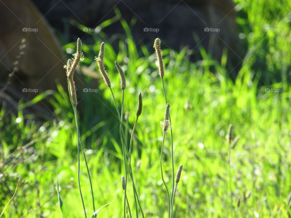 Grass, Nature, Growth, Flora, Leaf