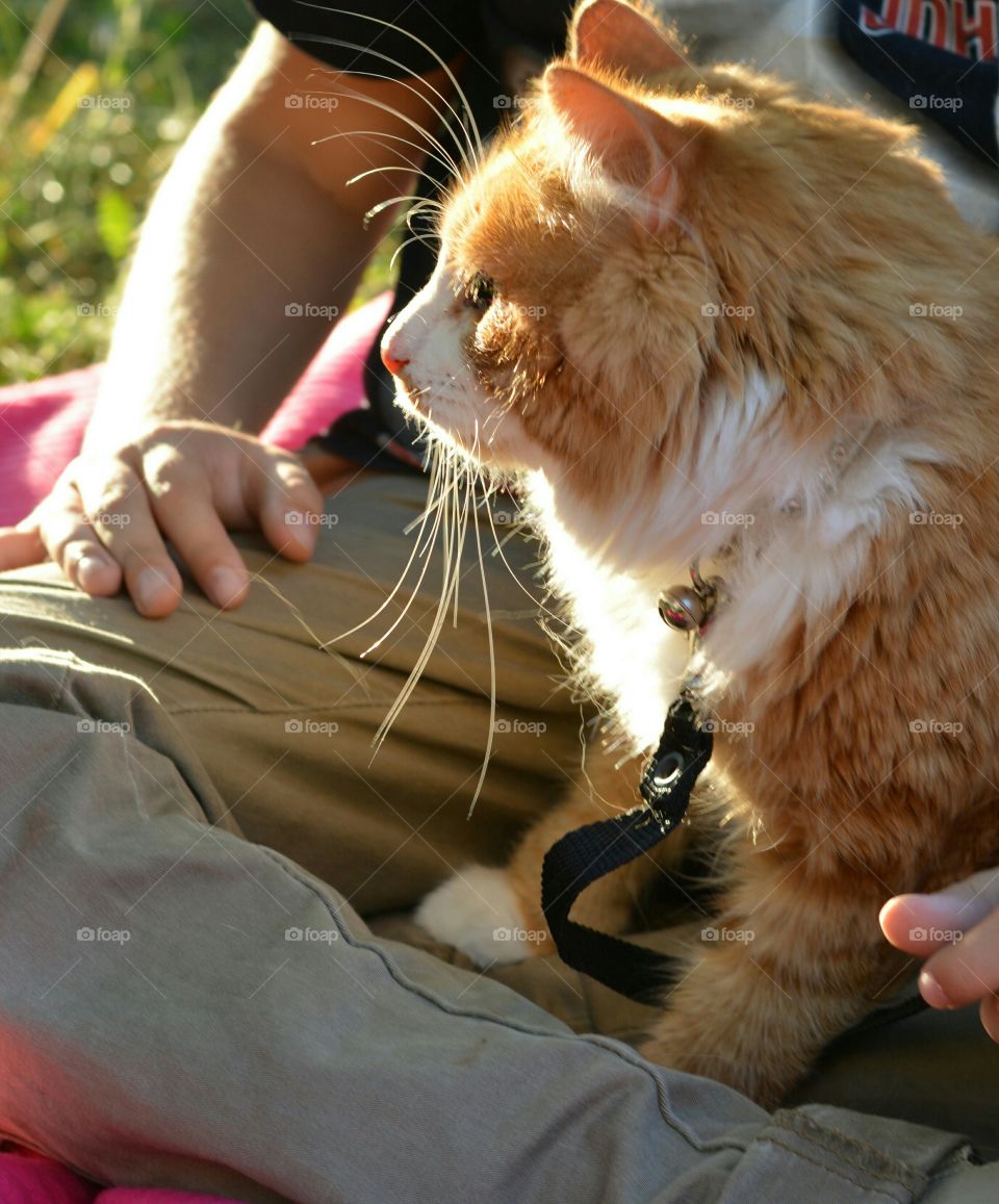 child and cat resting on a green grass in sunlight summer time social distance