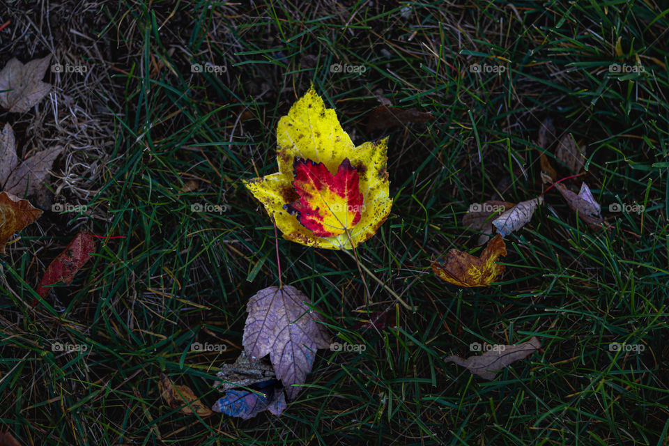 fall leaves on the ground