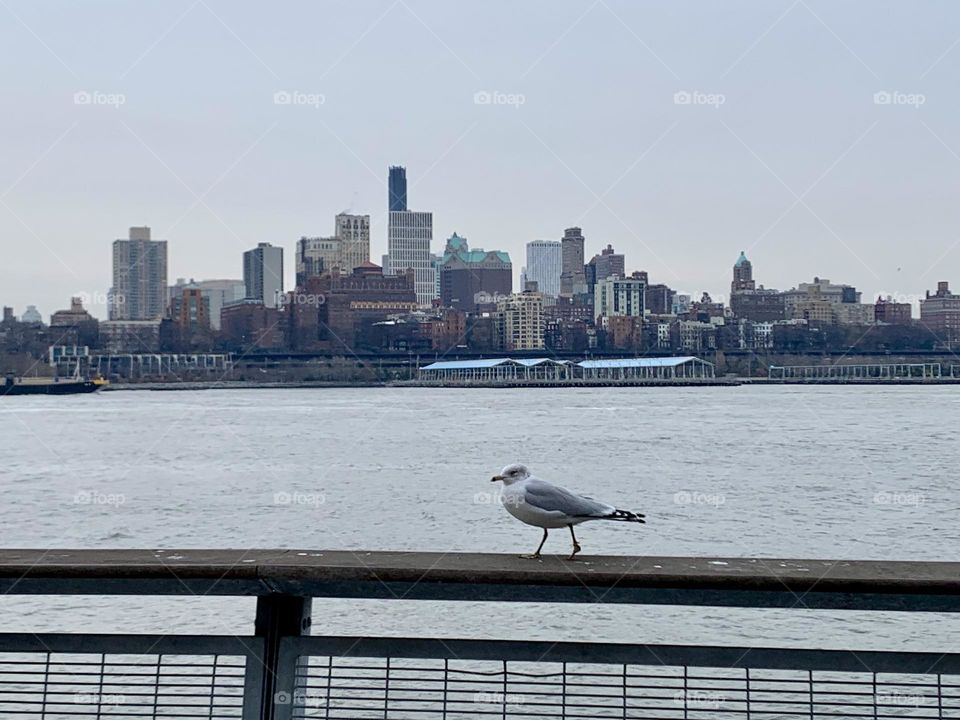 Seagull in New York 