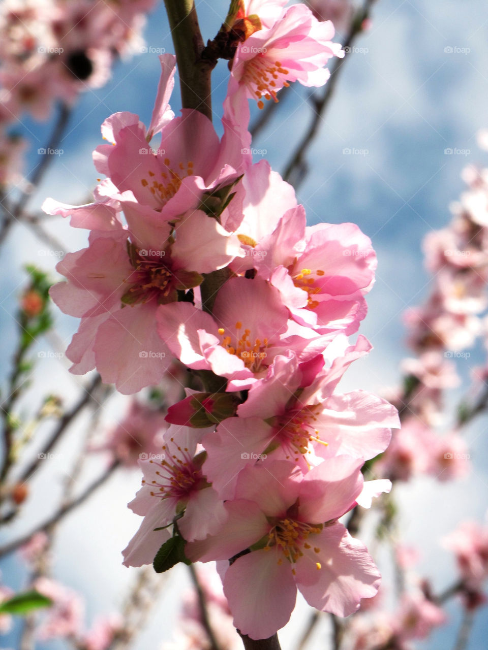 spring pink flower blossom by taniakarabaev