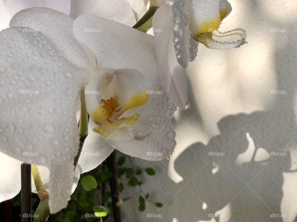Beautiful Botanicals Stunning White Orchids! Perfect Peaceful and Ohm Canvas Art, Wall Art, Greeting Cards, Wallpaper, Desktop, Screensavers!