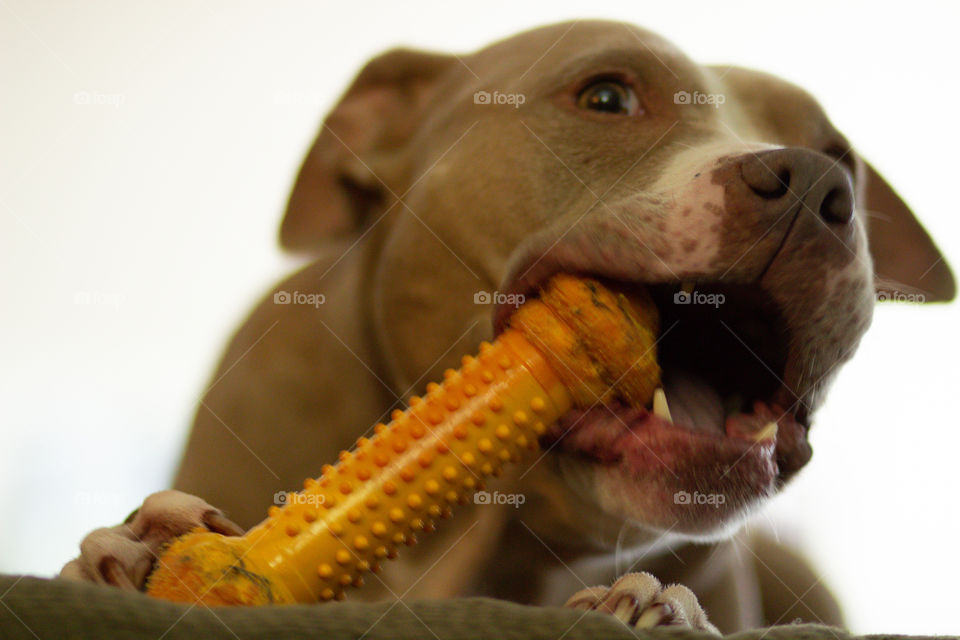 American Staffordshire Terrier Chewing Kong Toy