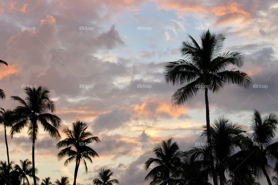 Palm Tree Sky, Florida