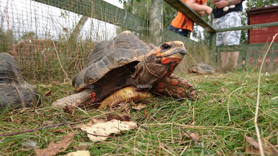 beautiful red spotted tortoise