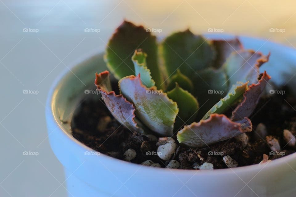 a pot of succulent/ rose cactus