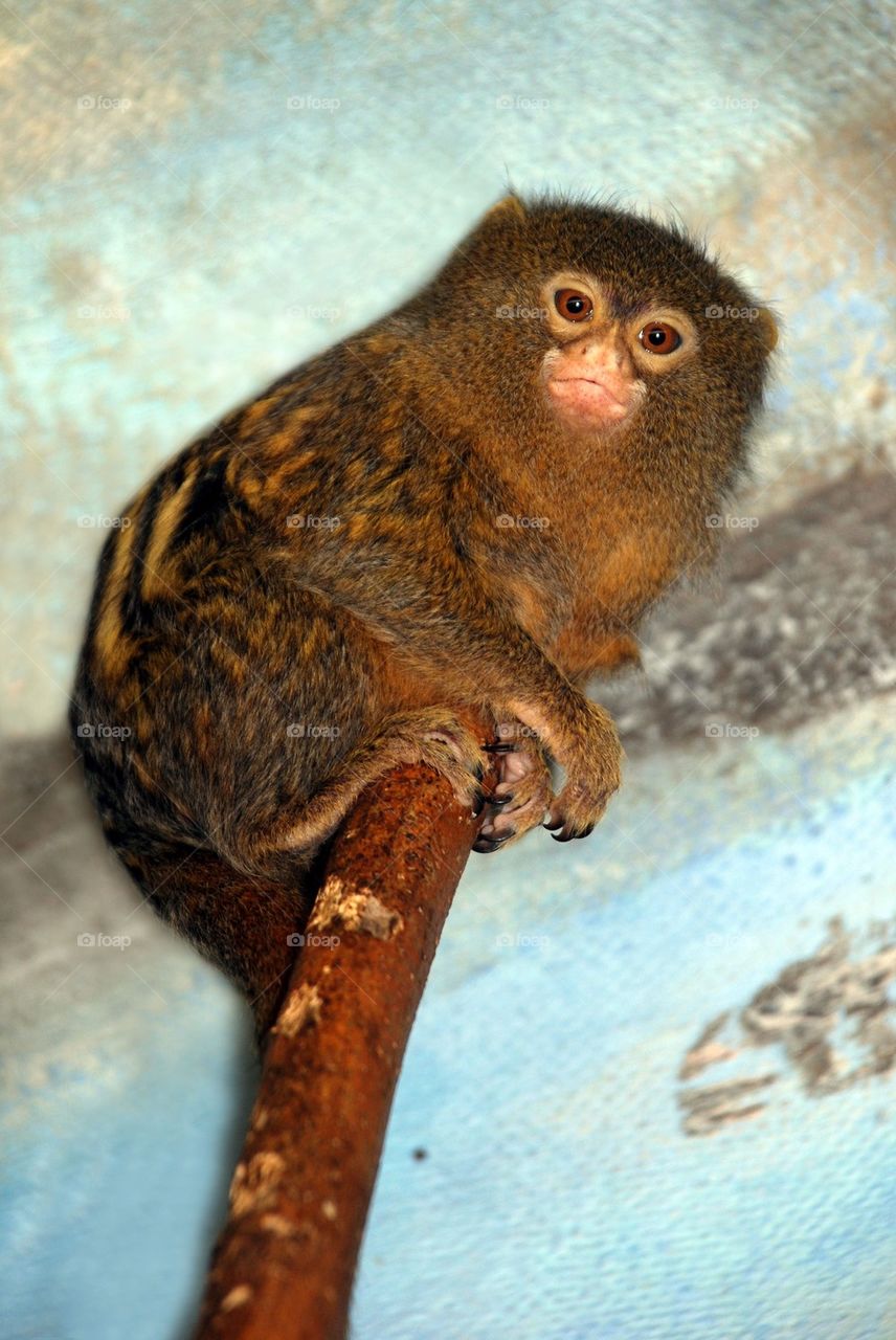 Pigmy Marmoset  