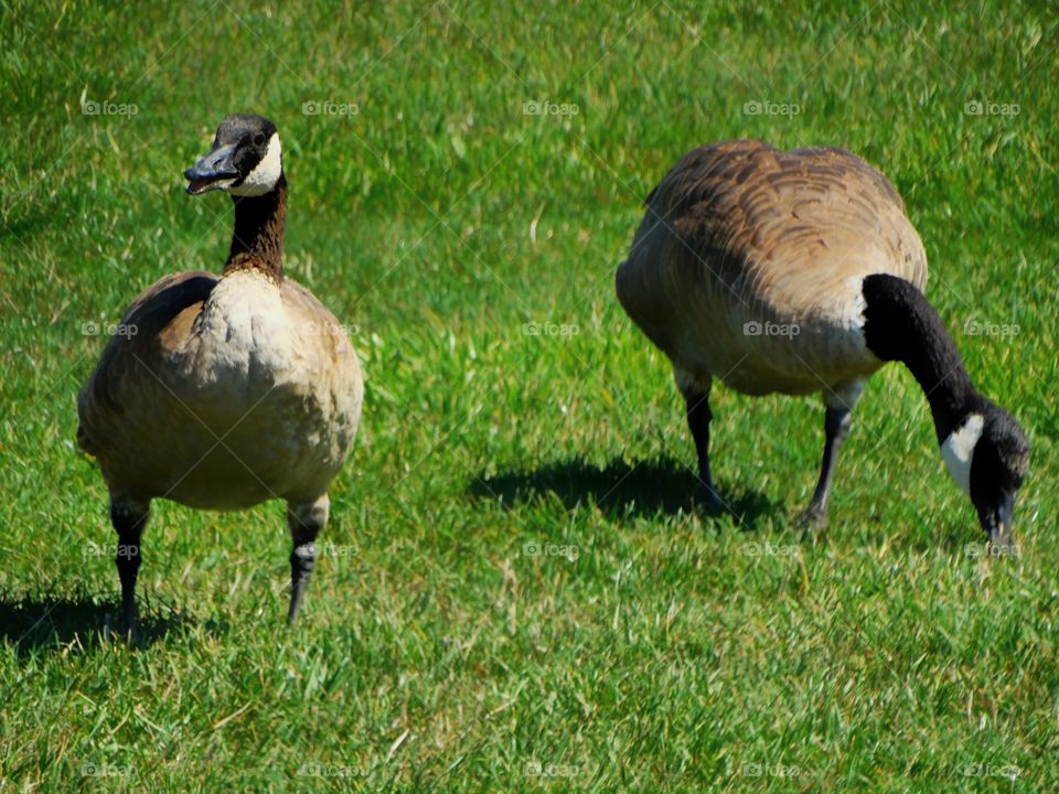 Canada Goose