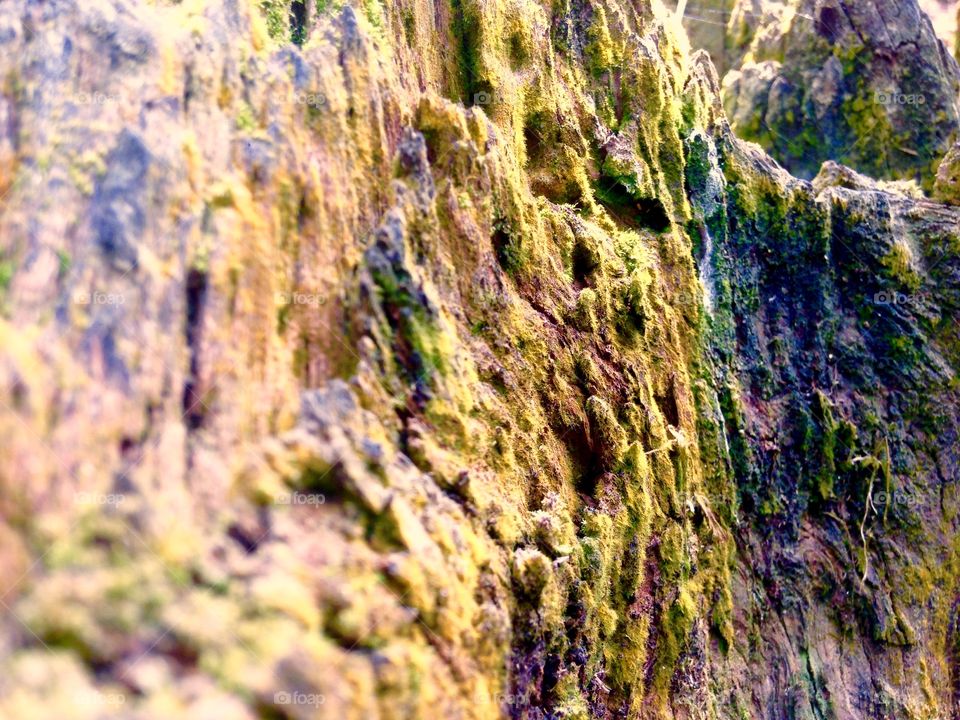 art of moss of wood from wood line