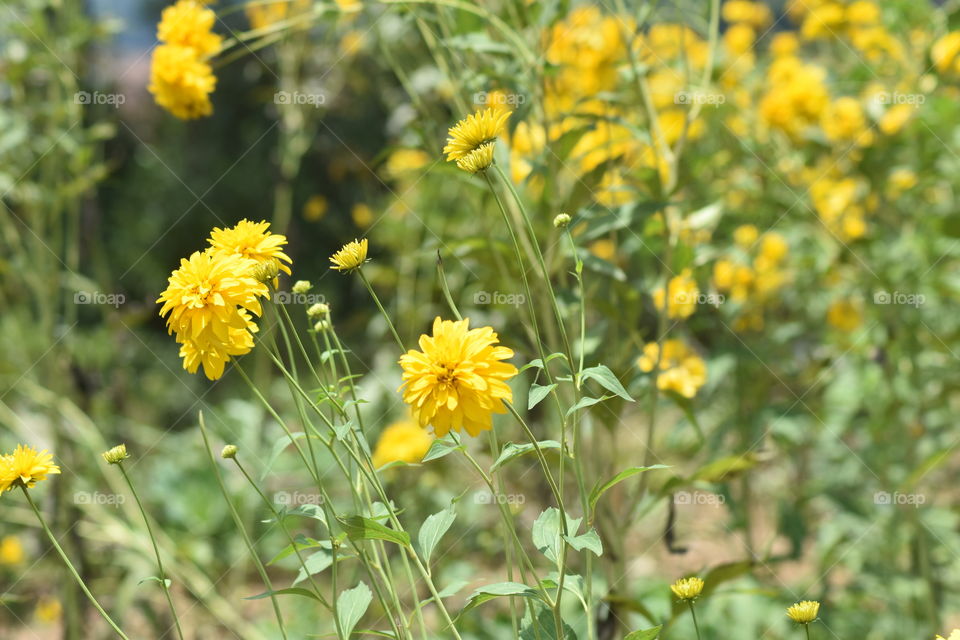This is a Yellow colour flower.. Do you know what is it called.. If you tell what it is... I will give free hugs lol