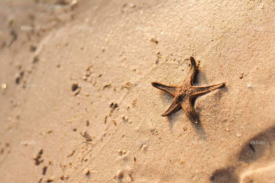 star fish. star fish on beach at sunset