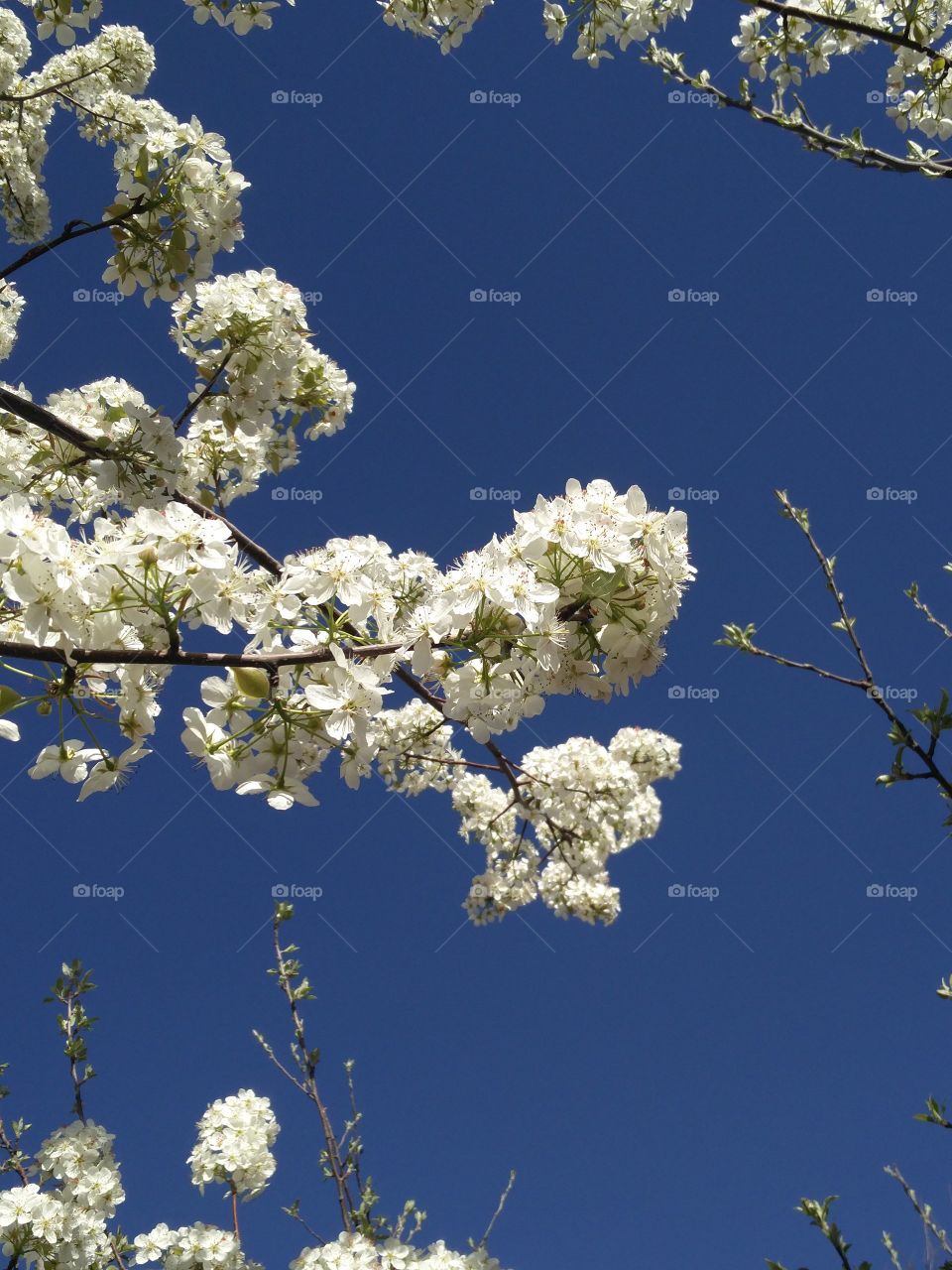 flower lover 🌺 true nature potrait
📸 Muneeb bhat